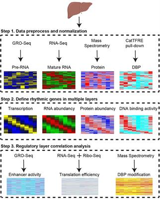 In silico integrative analysis of multi-omics reveals regulatory layers for diurnal gene expression in mouse liver